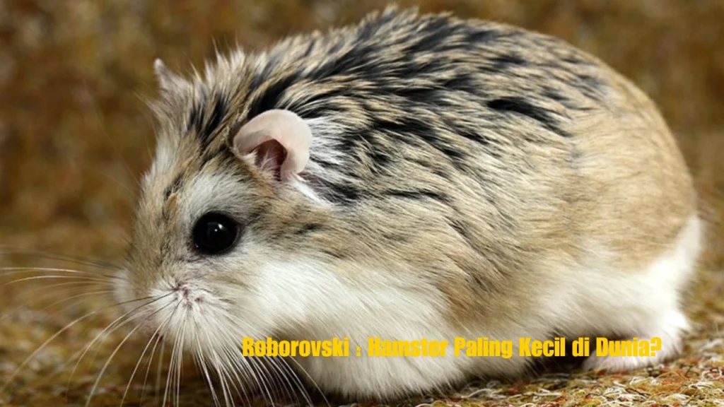 Roborovski : Hamster Paling Kecil di Dunia?