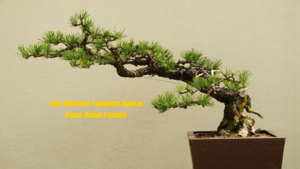 Tips Merawat Tanaman Bonsai Pinus Untuk Pemula